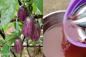 Tak banyak yang tahu! Ternyata air bekas cucian ikan bisa jadi POC tanaman, begini cara pakainya 