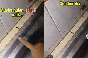 Musim hujan bikin semut sering masuk ke dapur? Coba basmi pakai cairan ini agar tak datang lagi
