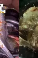 Rahasia goreng ikan biar aman tanpa bikin minyak meletup dan wajan lengket, kuncinya di 1 rempah ini
