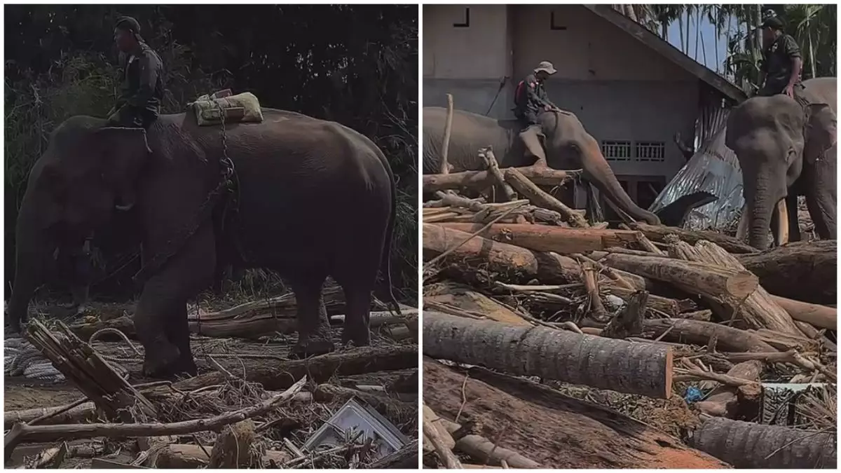 Gajah dikerahkan bantu bersihkan tumpukan kayu sisa banjir di Aceh, 7 potretnya tuai pro kontra
