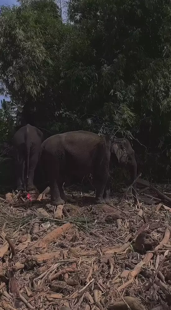 Gajah dikerahkan bantu bersihkan tumpukan kayu © 2025 berbagai sumber Gajah dikerahkan bantu bersihkan tumpukan kayu © 2025 berbagai sumber