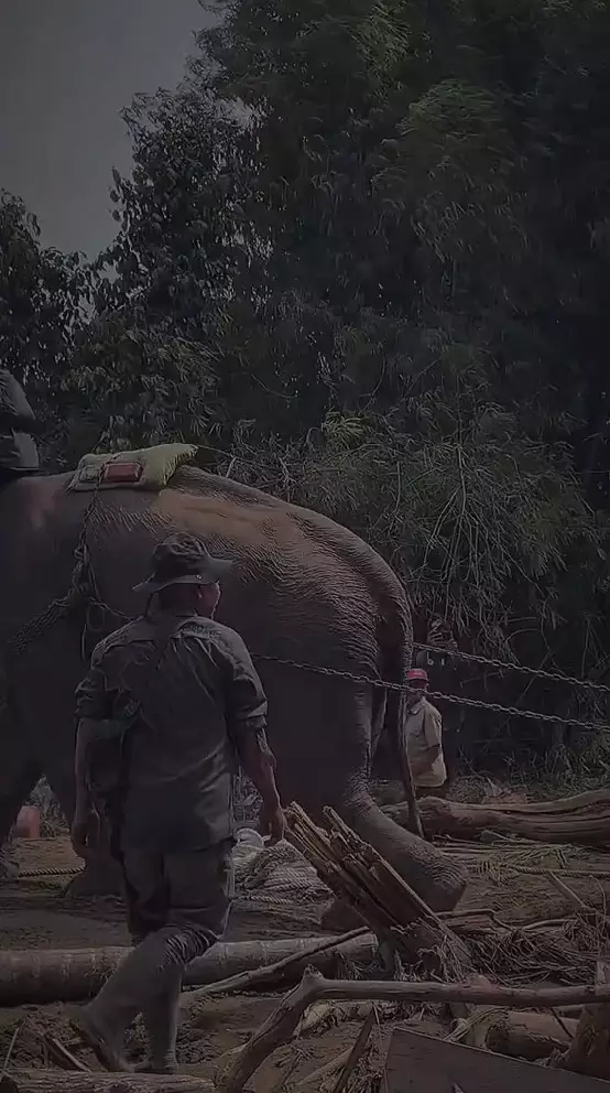 Gajah dikerahkan bantu bersihkan tumpukan kayu © 2025 berbagai sumber Gajah dikerahkan bantu bersihkan tumpukan kayu © 2025 berbagai sumber