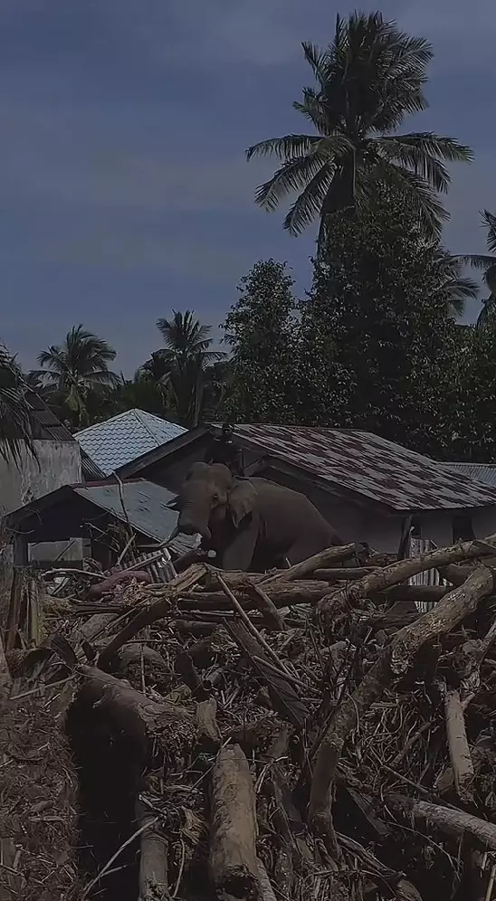 Gajah dikerahkan bantu bersihkan tumpukan kayu © 2025 berbagai sumber Gajah dikerahkan bantu bersihkan tumpukan kayu © 2025 berbagai sumber