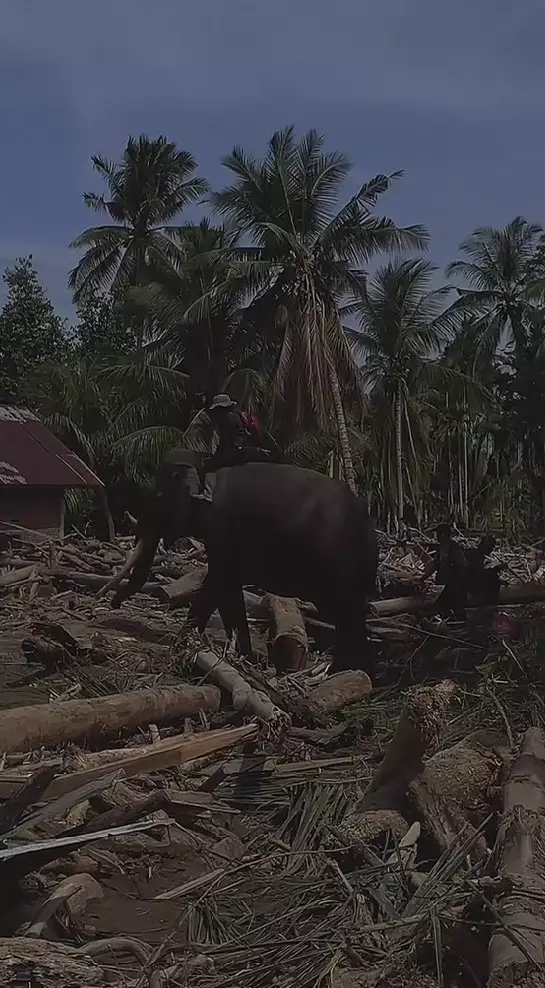 Gajah dikerahkan bantu bersihkan tumpukan kayu © 2025 berbagai sumber Gajah dikerahkan bantu bersihkan tumpukan kayu © 2025 berbagai sumber