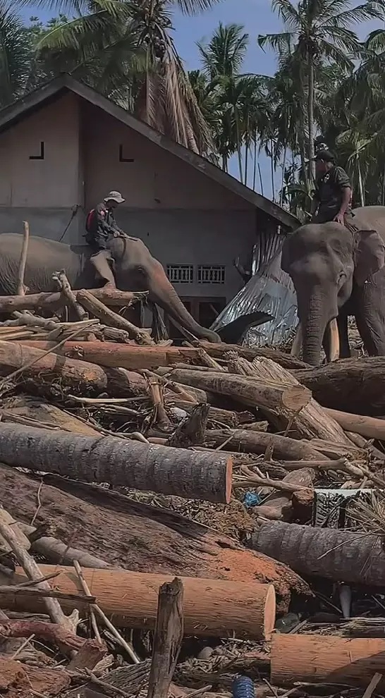 Gajah dikerahkan bantu bersihkan tumpukan kayu © 2025 berbagai sumber Gajah dikerahkan bantu bersihkan tumpukan kayu © 2025 berbagai sumber