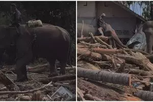 Gajah dikerahkan bantu bersihkan tumpukan kayu sisa banjir di Aceh, 7 potretnya tuai pro kontra