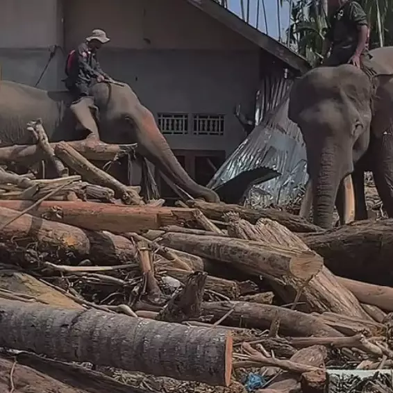Gajah dikerahkan bantu bersihkan tumpukan kayu sisa banjir di Aceh, 7 potretnya tuai pro kontra