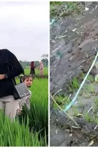 Foto bareng gambar tiruannya idol K-Pop di mal sudah biasa. Di sawah? Luar biasa ~