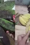 Bukan karbit, ternyata jenis daun ini bisa bikin pisang cepat matang alami cuma dalam 2 hari
