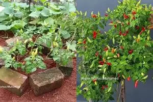 Auto panen terus, tanaman cabai yang pendek bisa langsung berbuah cuma diberi 2 bahan dapur ini