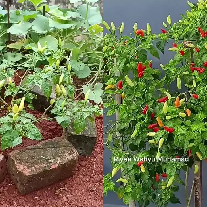 Auto panen terus, tanaman cabai yang pendek bisa langsung berbuah cuma diberi 2 bahan dapur ini