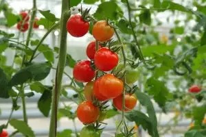 Ternyata semudah ini melebatkan bunga dan buah di tanaman tomat, cuma perlu 1 bumbu dapur