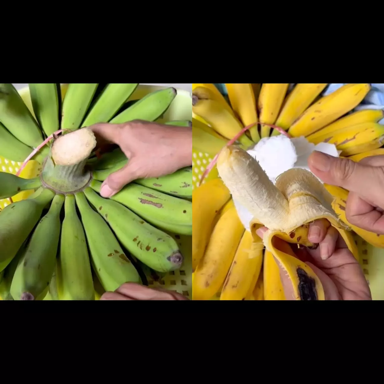 Cara alami mematangkan pisang mentah agar kuning sempurna tanpa karbit