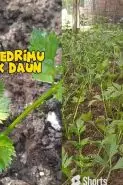 Tanaman seledri di rumah mengalami bercak daun? Segera atasi dengan 1 rempah dapur ini biar hijau lagi