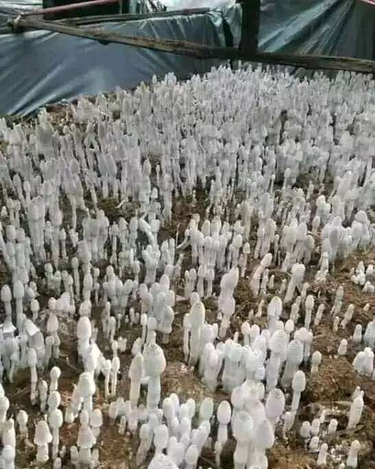 benda dikira hantu © Instagram benda dikira hantu © Instagram