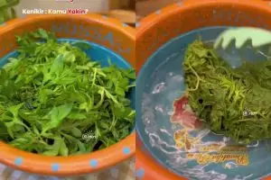 Suka makan kenikir tapi takut rasanya pahit? Begini cara mengolahnya biar lebih enak dan empuk