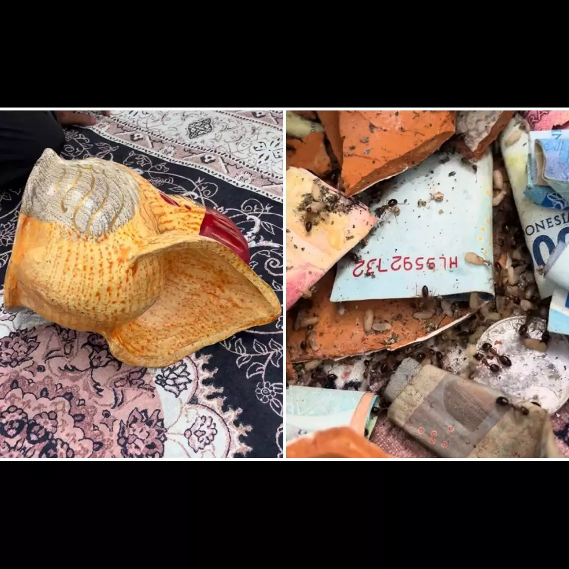 Awalnya curiga celengan terasa ringan, pria ini bongkar tabungannya yang ternyata habis digigit rayap