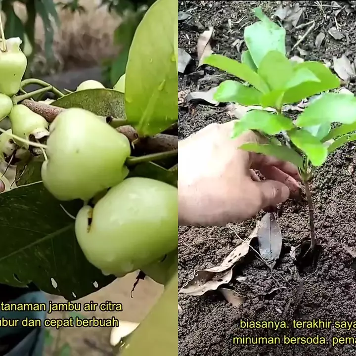 Bukan pupuk kimia, ternyata minuman ini bisa bikin pohon jambu air tubuh subur dan berbuah lebat 