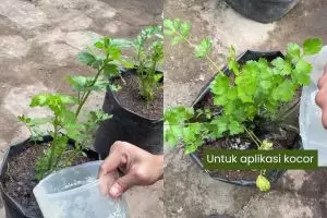 Ingin daun tanaman seledri mulus dan bebas ulat? Coba siramkan larutan bahan dapur ini buat cegah hama