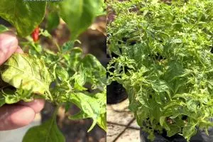 Campuran 2 bahan dapur ini ternyata bantu atasi keriting daun di tanaman cabai, dijamin subur lagi