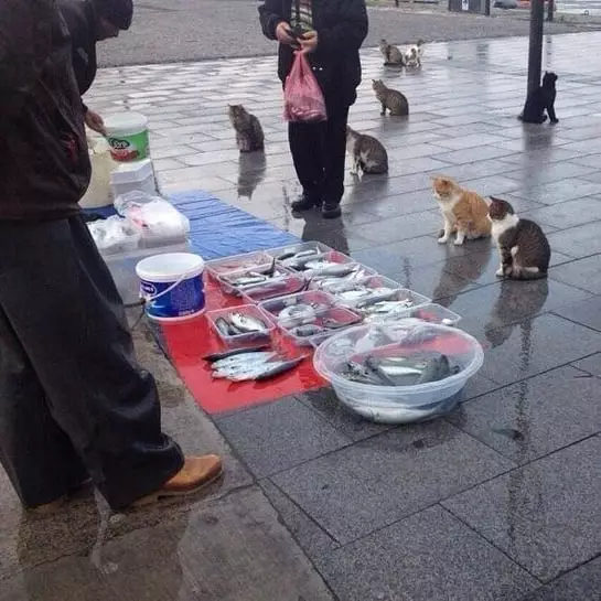 potret kocak pedagang pasar © berbagai sumber