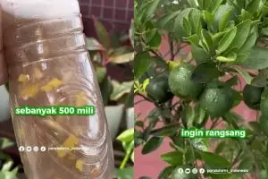 Campuran 2 ampas dapur ini ternyata bisa memaksa tanaman cepat berbuah, begini cara pakainya