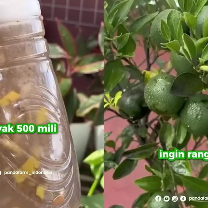 Campuran 2 ampas dapur ini ternyata bisa memaksa tanaman cepat berbuah, begini cara pakainya