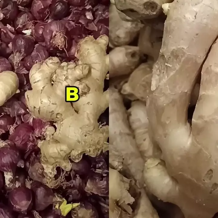 Jangan cuma dicek aromanya, ini cara ampuh pilih jahe yang berkualitas dan tak pahit