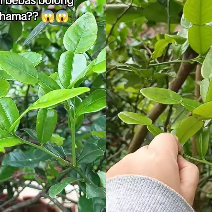 Ingin daun di pohon jeruk purut jadi lebat dan tak bolong? Kuncinya cuma disemprot 1 bahan dapur ini