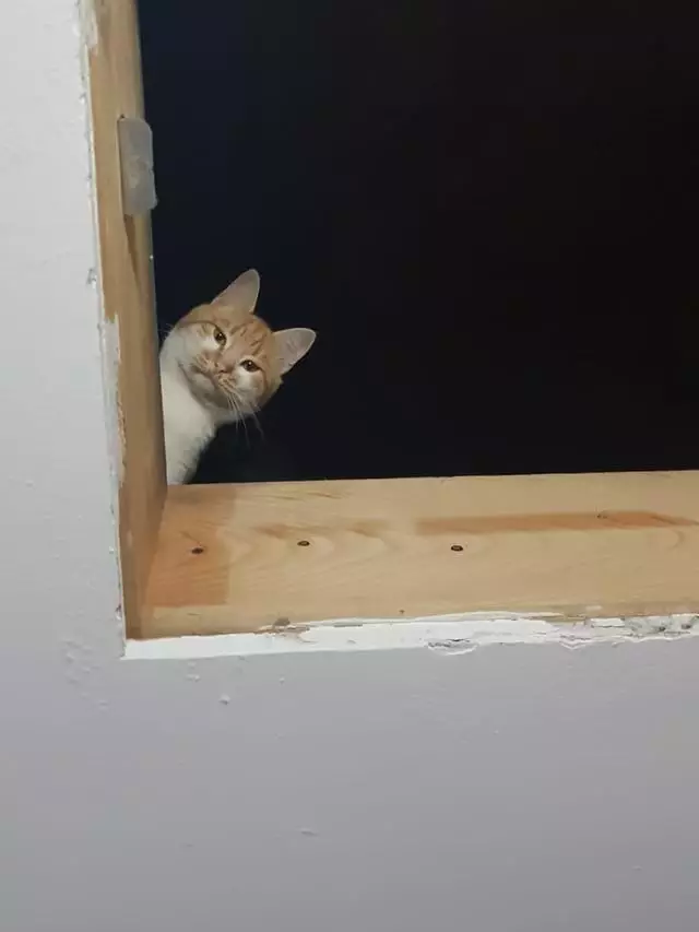 potret hewan ngintip © berbagai sumber