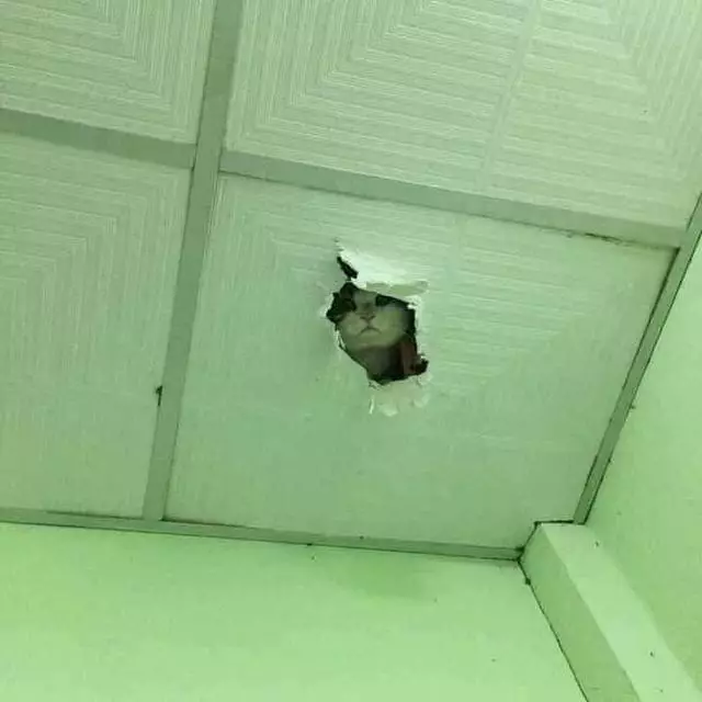 potret hewan ngintip © berbagai sumber