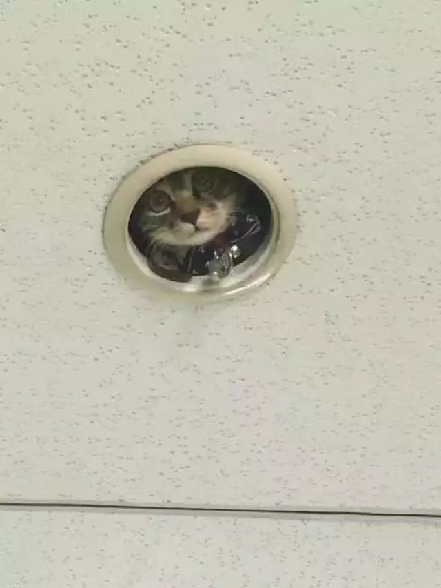 potret hewan ngintip © berbagai sumber