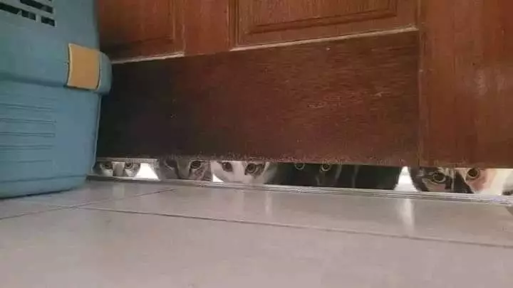 potret hewan ngintip © berbagai sumber