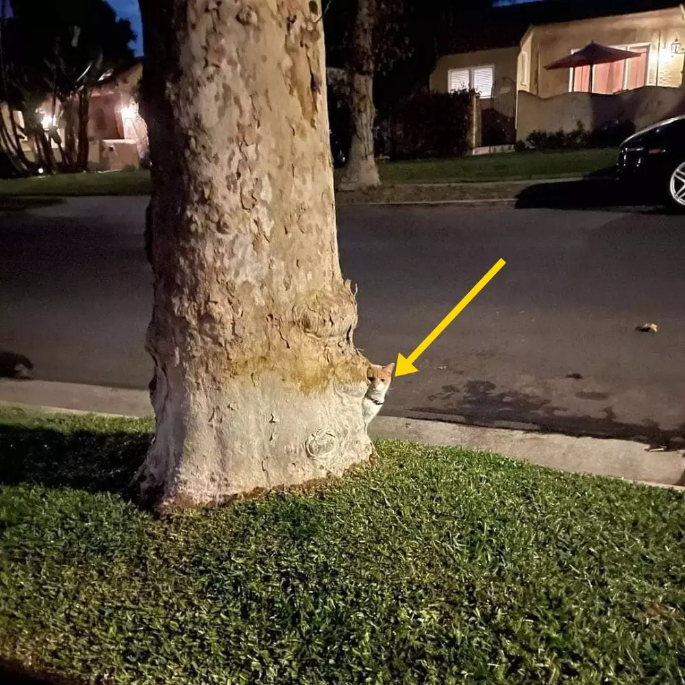 potret hewan ngintip © berbagai sumber