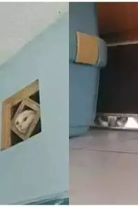 Deretan potret hewan lagi ngintip ini bisa jadi bukti kalau mereka ternyata suka iseng juga.