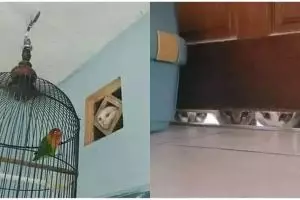 13 Momen hewan lagi ngintip ini bikin ngakak, ada yang polos banget sampai bikin merinding