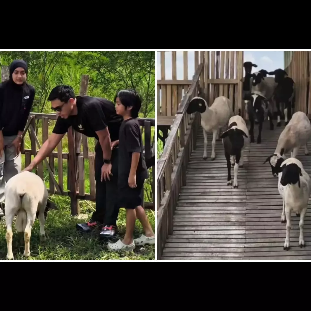 Berawal dari suka makan kambing, Ditto dan Ayudia kini punya peternakan di Klaten, ini 9 potretnya