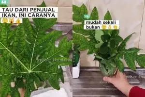 Dapat trik dari penjual ikan, wanita ini bagikan hacks usir lalat di meja makan pakai bahan dapur