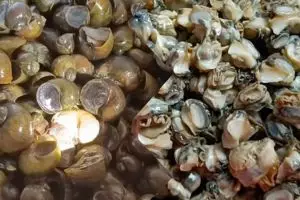 Cara membersihkan keong sawah agar bebas pasir dan bau amis, tanpa pakai wasabi