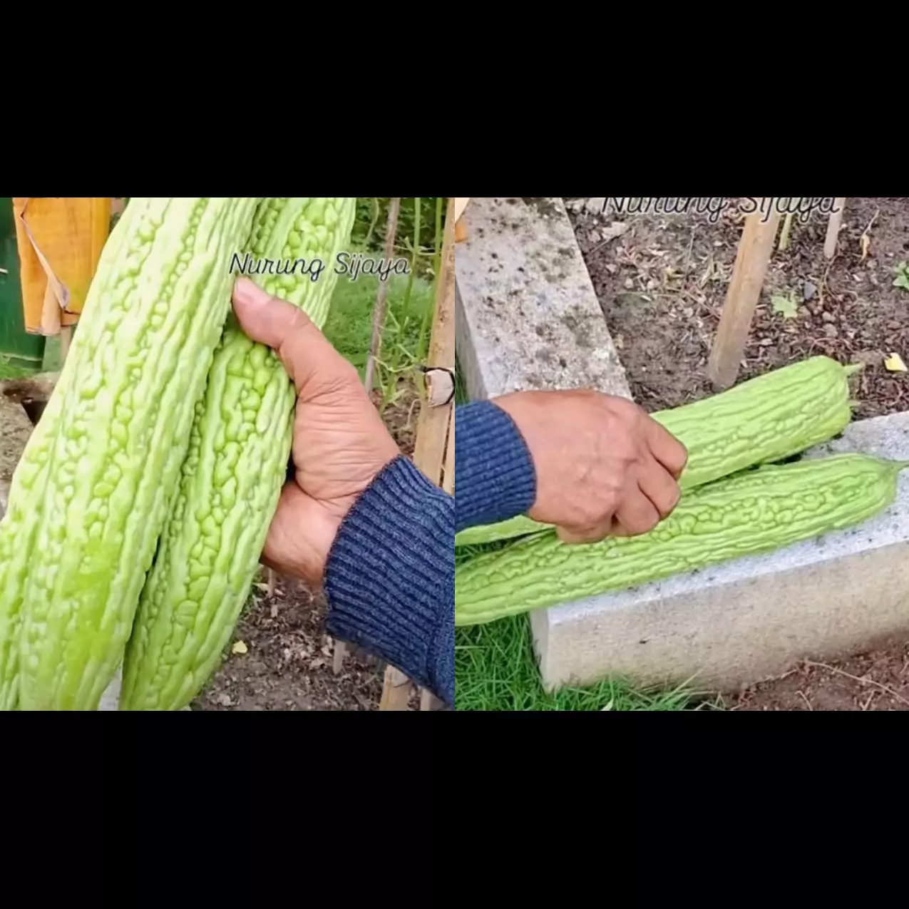 Hanya pakai serai dan daun pisang, begini cara lindungi pare dari hama lalat buah sampai panen