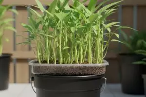 Manfaatkan barang bekas, begini cara menanam kangkung tanpa tanah di rumah