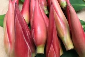 Trik mengolah batang kecombrang, sensasi asam segar tanpa aroma langu