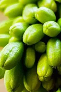 Panduan praktis tanam belimbing wuluh di pot, lengkap cara semai hingga waktu panen