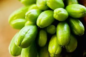 Panduan praktis tanam belimbing wuluh di pot, lengkap cara semai hingga waktu panen