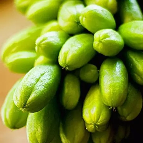 Panduan praktis tanam belimbing wuluh di pot, lengkap cara semai hingga waktu panen