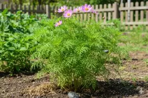 Cara stek batang kenikir agar cepat tumbuh lebat untuk pemula