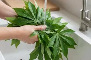 Hanya 5 menit! Trik rebus daun singkong hijau segar dan empuk untuk menu sehat