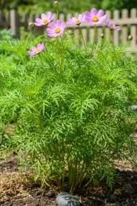 Cara merebus daun kenikir agar tetap hijau dan empuk dalam 3 menit