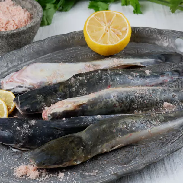 Cara gampang bersihkan lendir dari lele, nggak perlu digosok keras-keras sampai dagingnya rusak