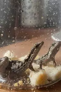 Tutorial perangkap cicak sederhana tanpa bahan kimia, cukup pakai bahan dapur